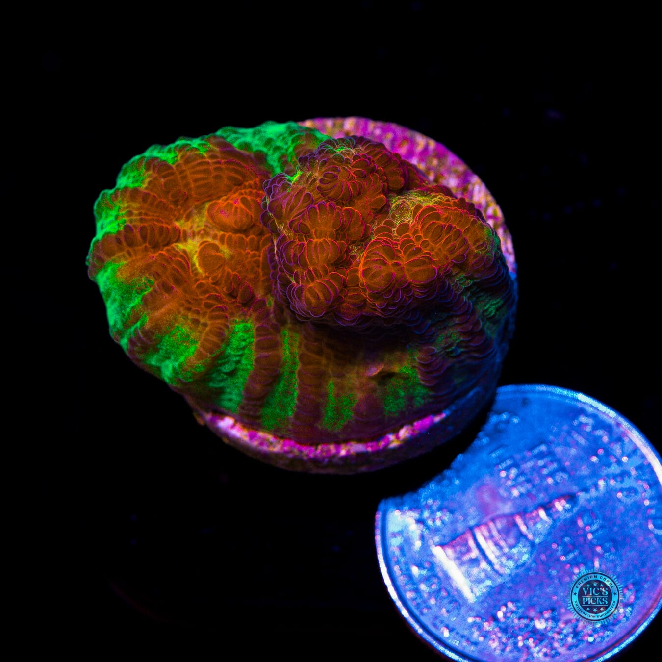 Jason Fox Chemical Reaction Chalice - Actinic Photo