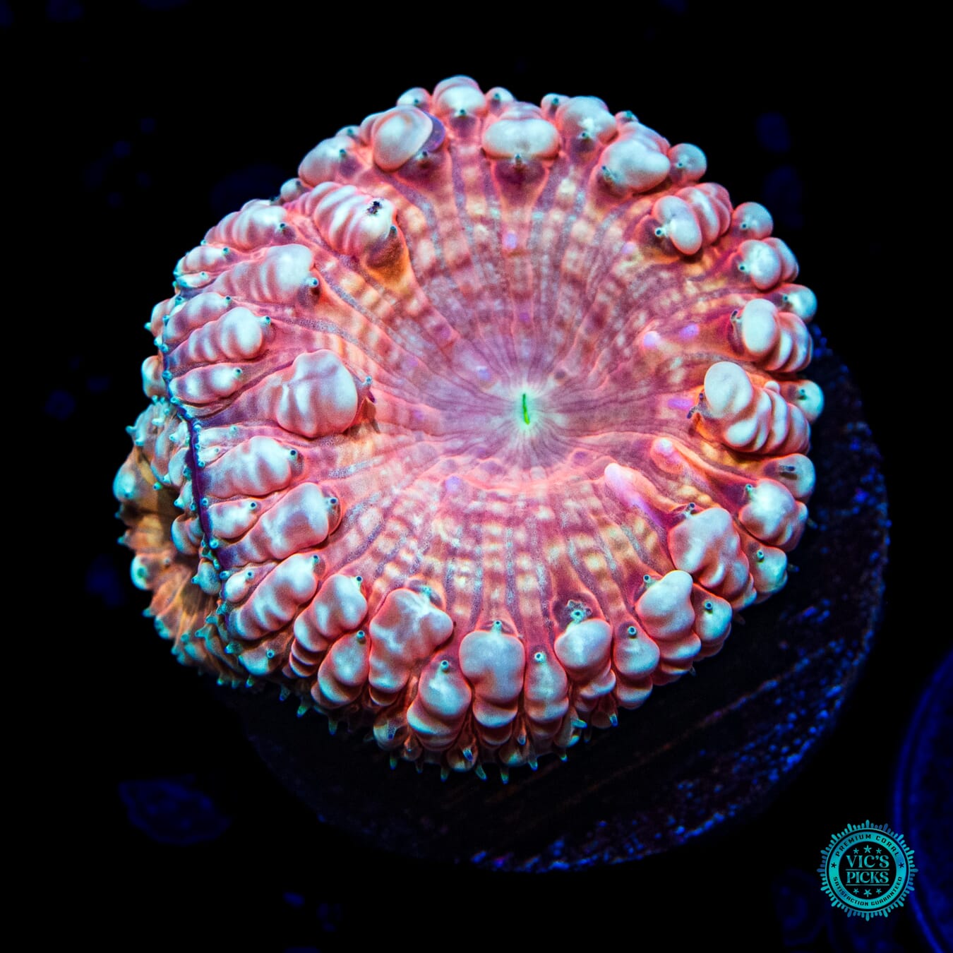 Aztec Gold Blastomussa - Daylight Photo