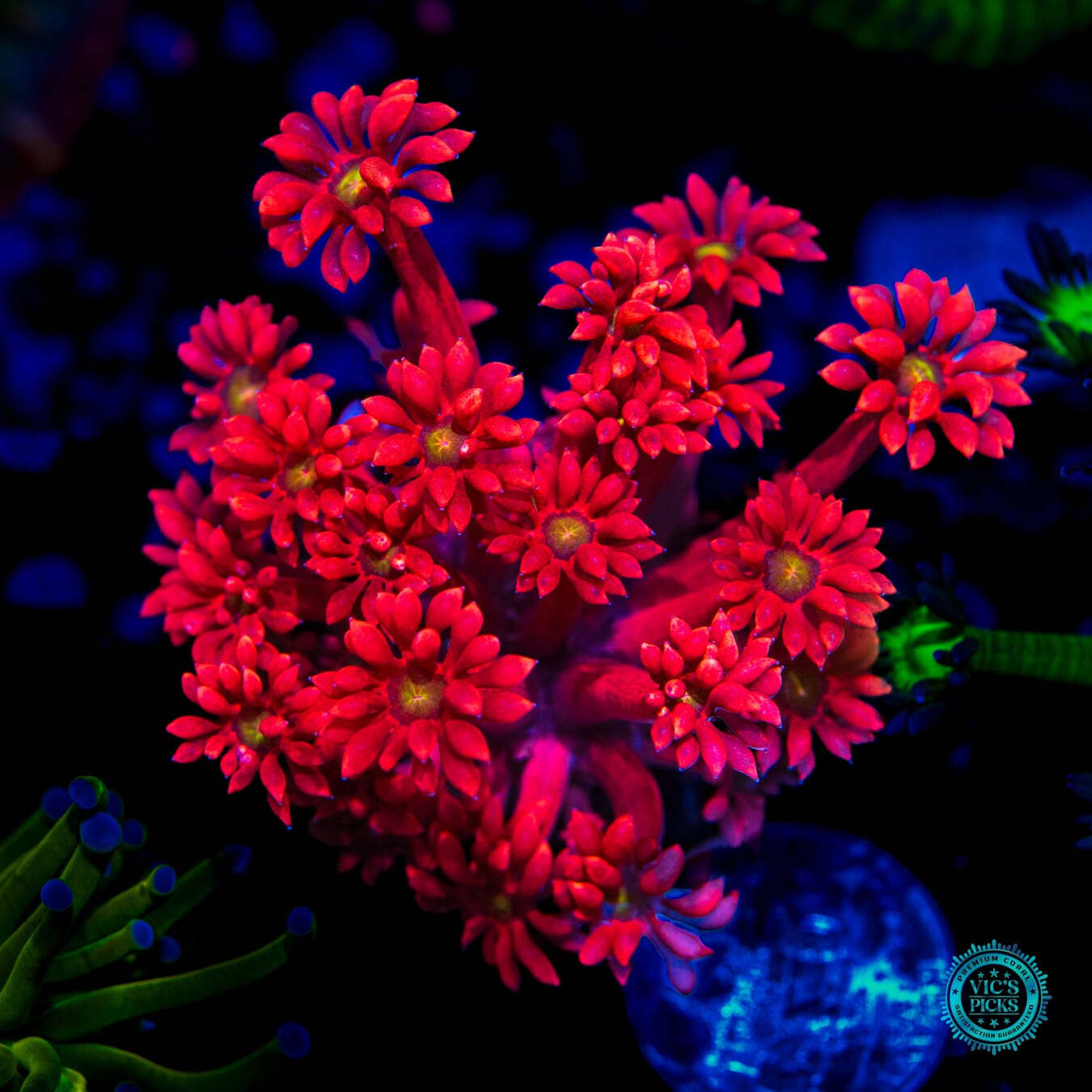 WWC Cherry Bonkerz Goniopora - Daylight Photo