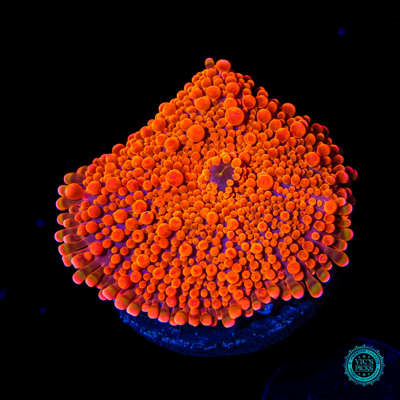 Fanta Fantasy Yuma Mushroom - Daylight Photo