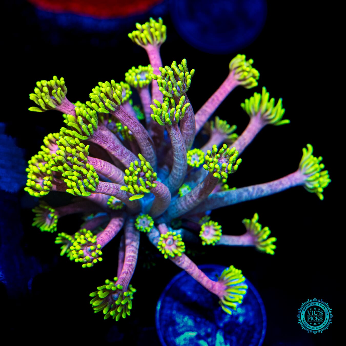 WWC Hail Hydra Goniopora - Daylight Photo