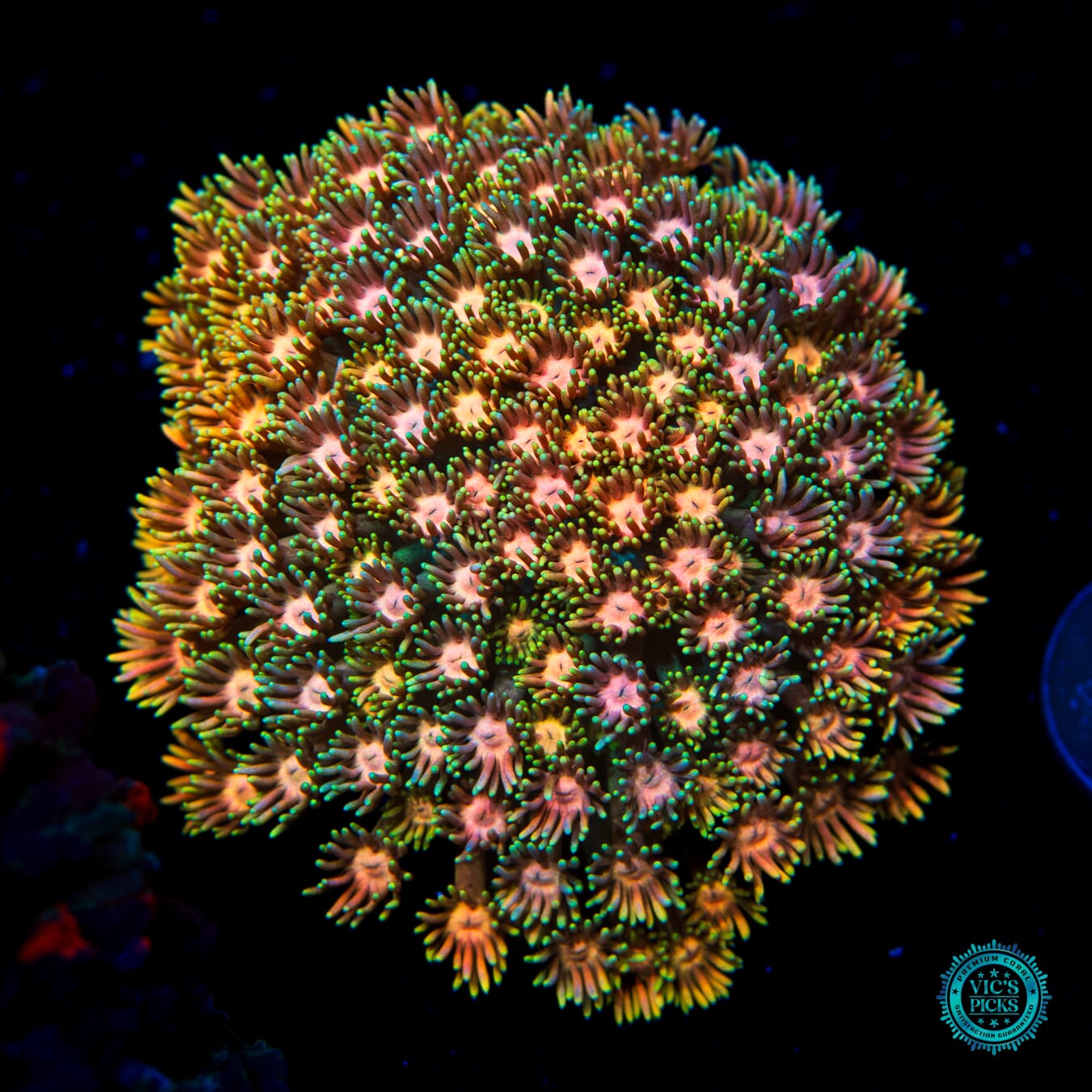 Peach Zinger Goniopora - Daylight Photo