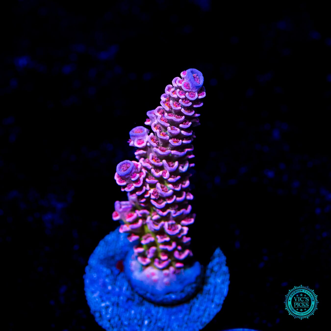 WWC Paradise Tenuis Acropora - Daylight Photo