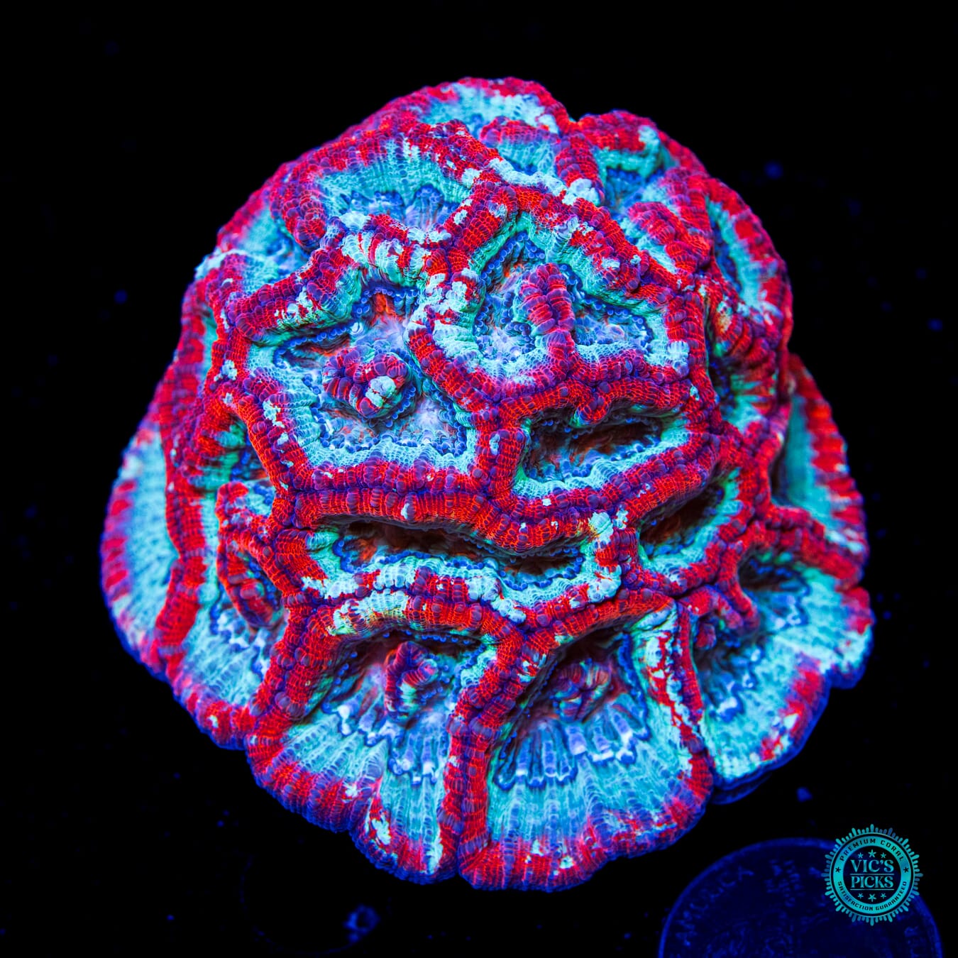 Frozen Tiger Symphyllia Wilsoni - Daylight Photo