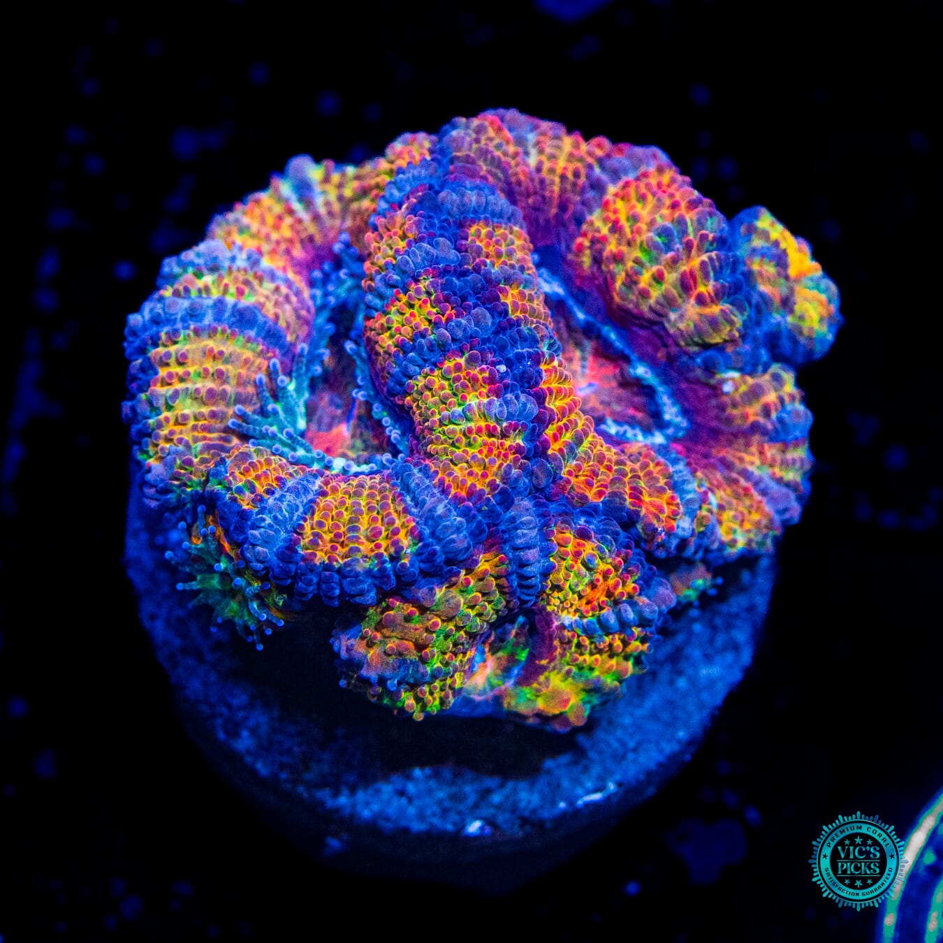 Clown Car Aussie Lord - Daylight Photo