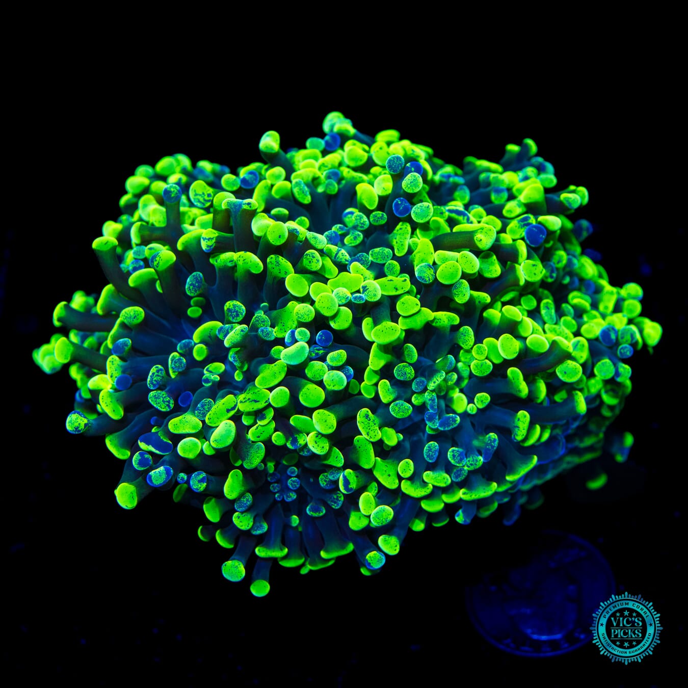 WWC Neon Splatter Branching Hammer - Daylight Photo