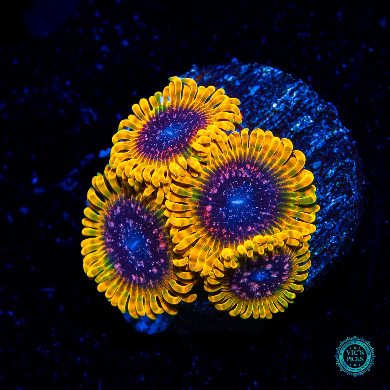 Jason Fox Acid Reflux Zoanthids - Daylight Photo