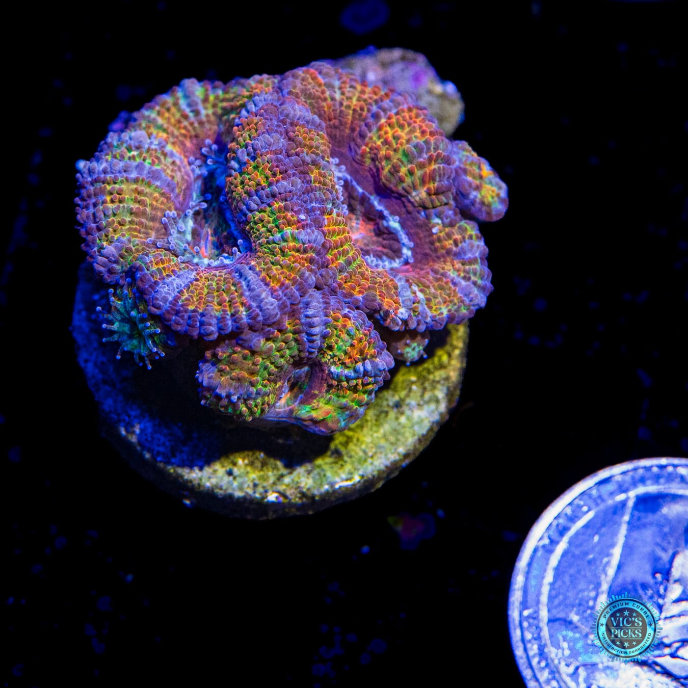 Clown Car Aussie Lord - Actinic Photo