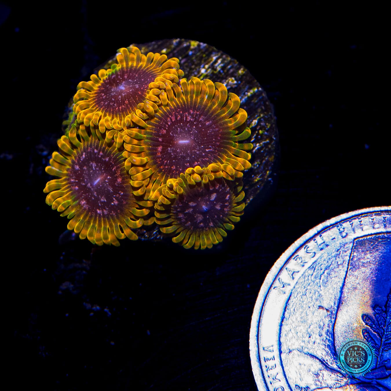Jason Fox Acid Reflux Zoanthids - Actinic Photo