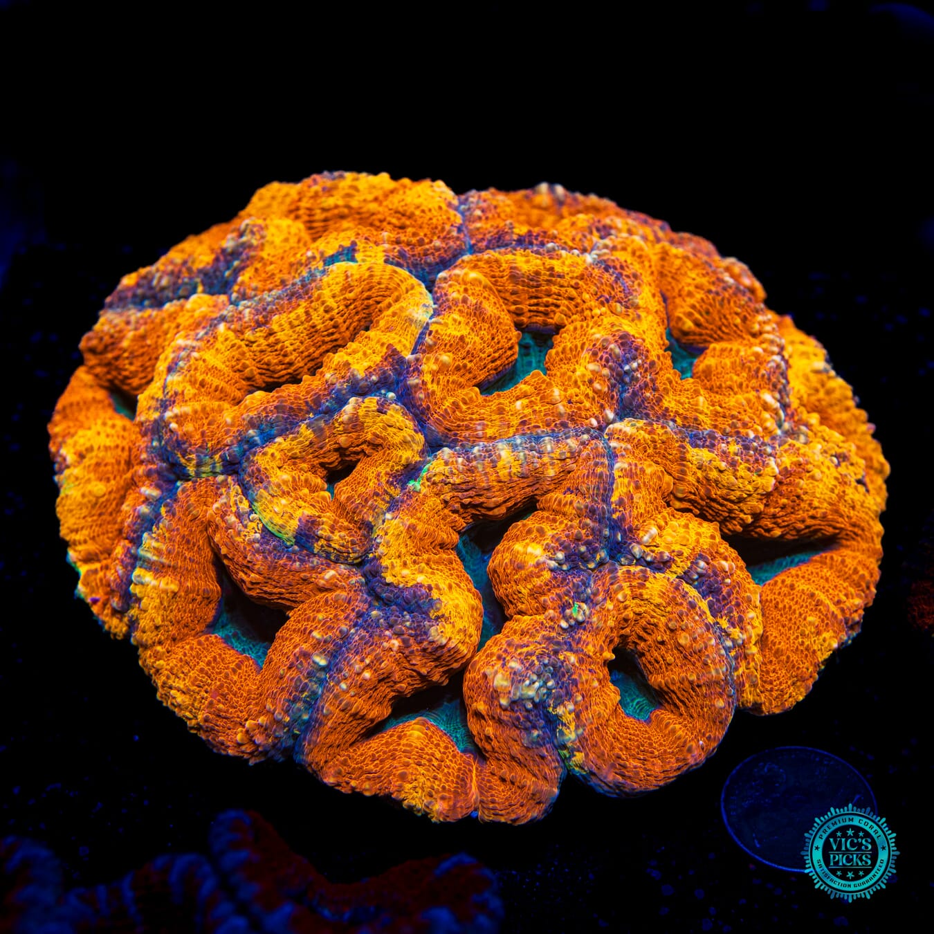 XL Orange Blasted Lobophyllia - Daylight Photo