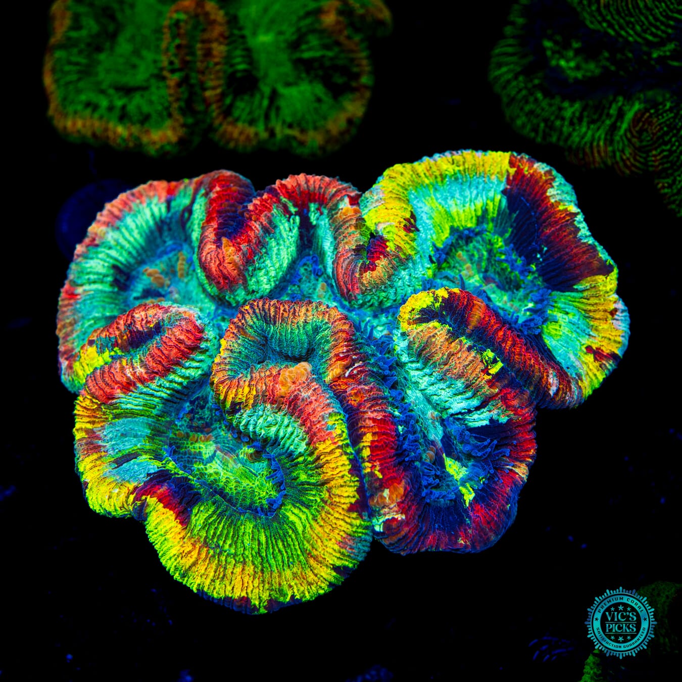 Triple Crown Trachyphyllia - Daylight Photo