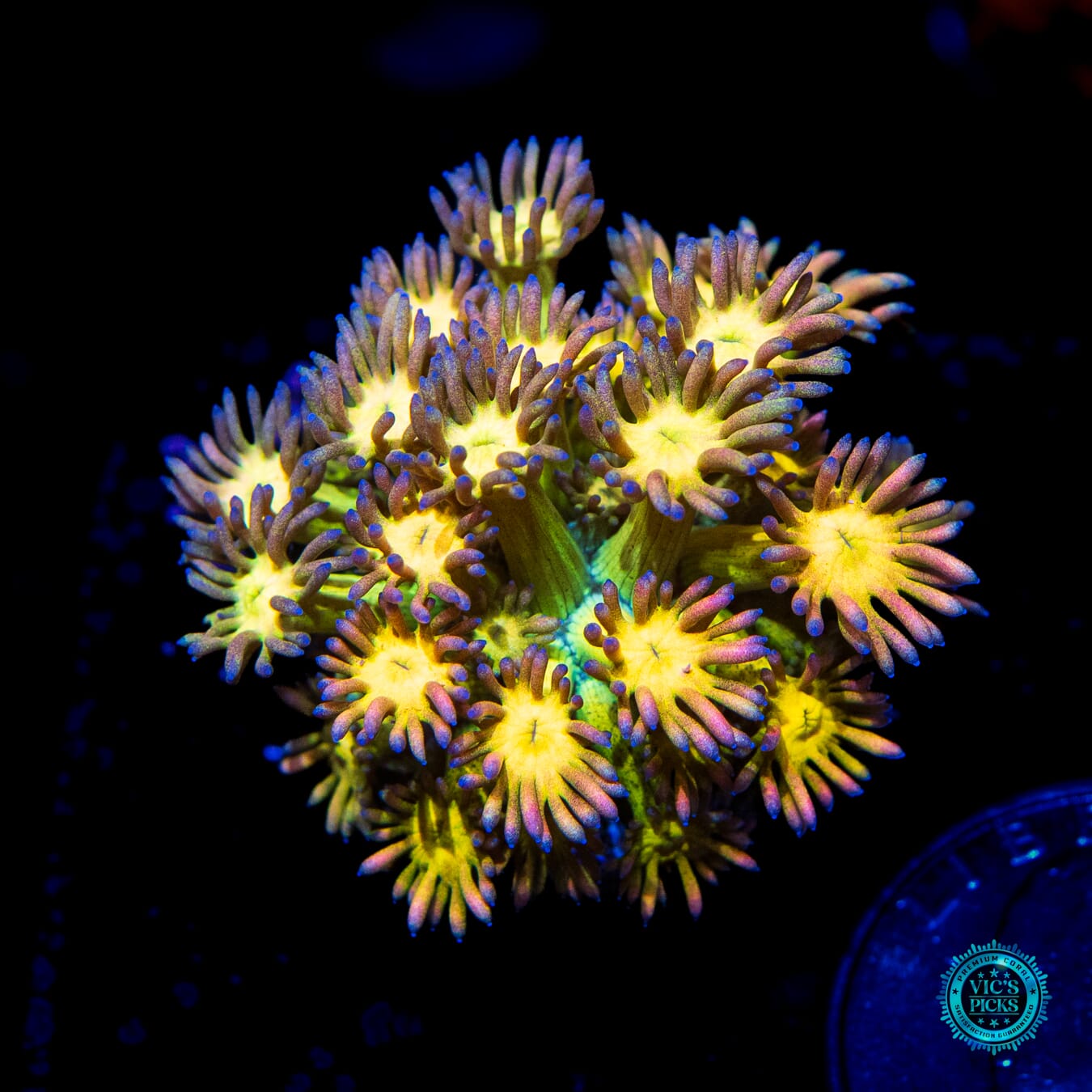 Grapeade Goniopora - Daylight Photo