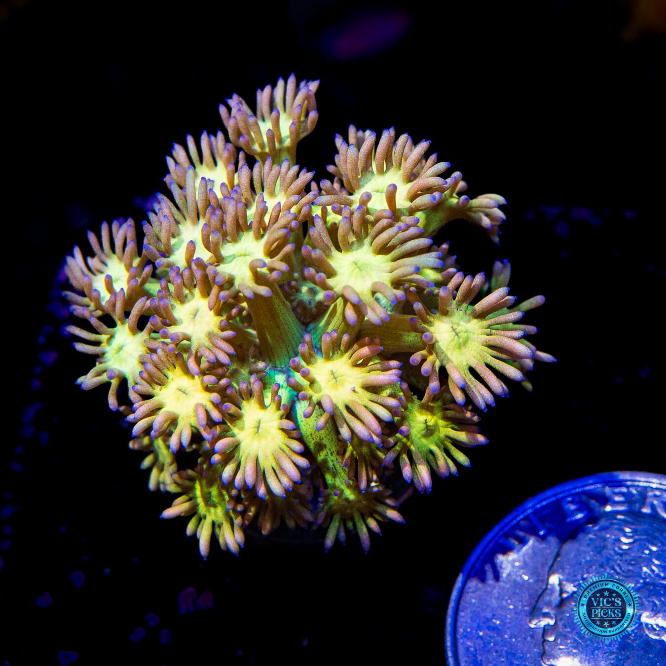 Grapeade Goniopora - Actinic Photo