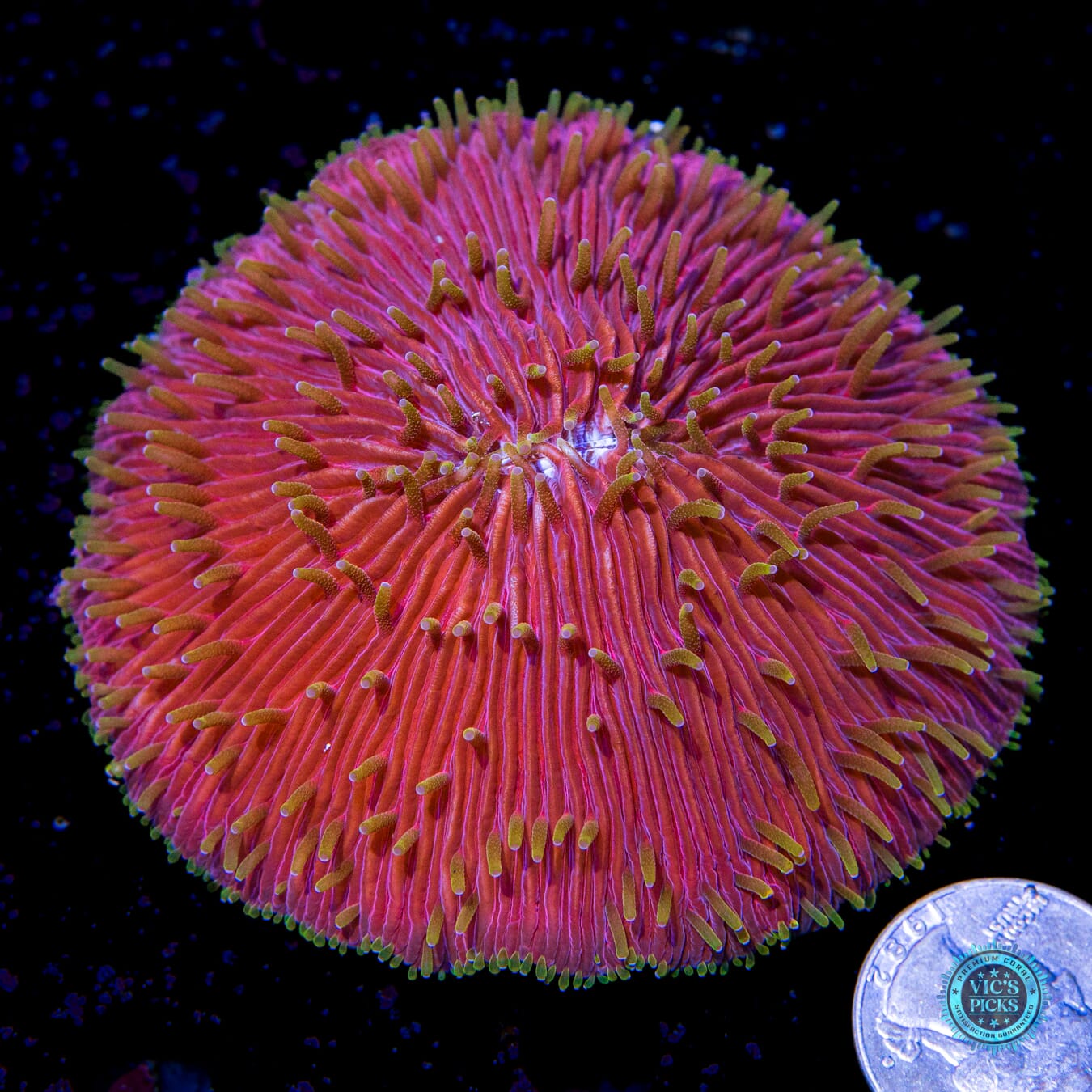 Purple Parrot Plate Coral - Actinic Photo