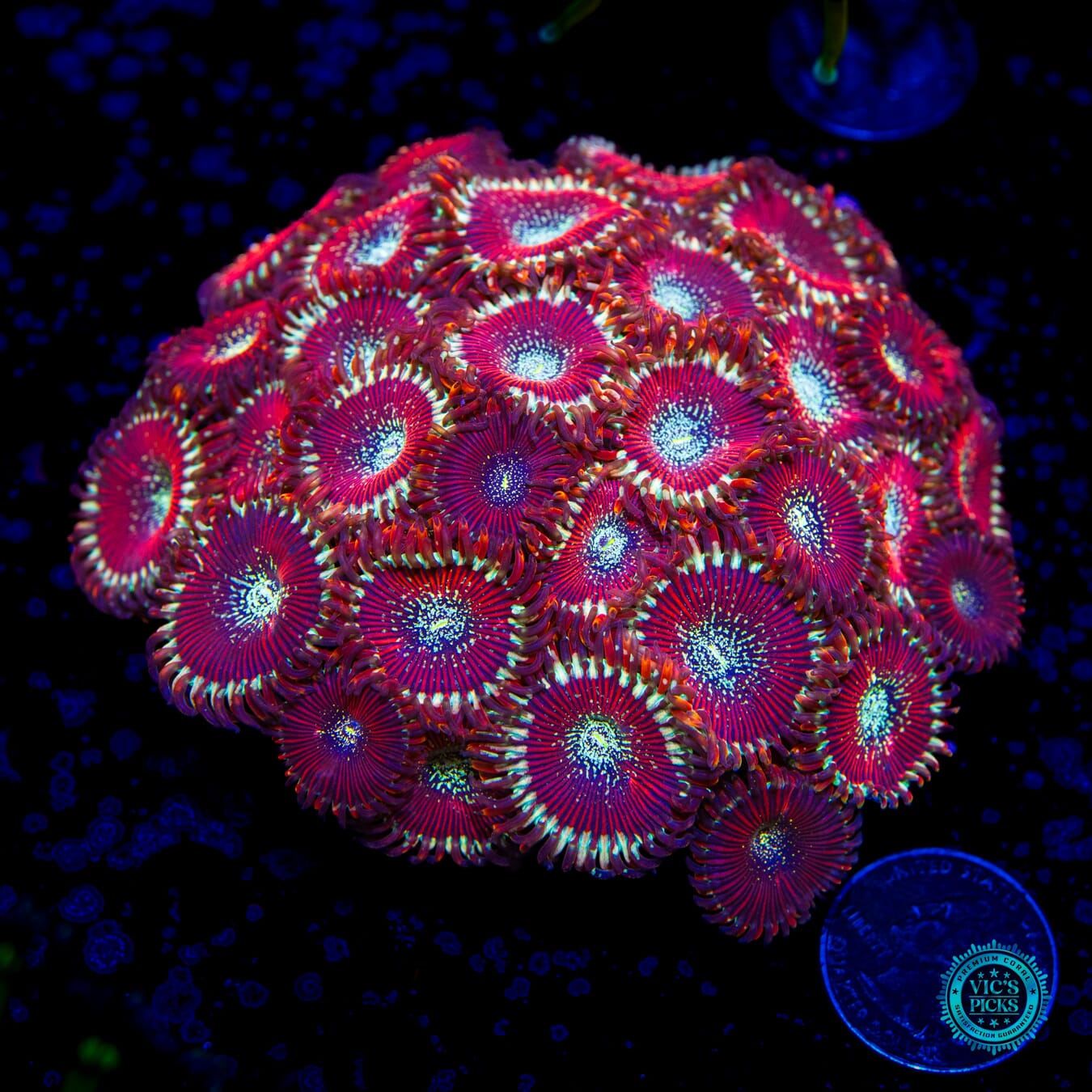 Warlock Zoanthids - Daylight Photo