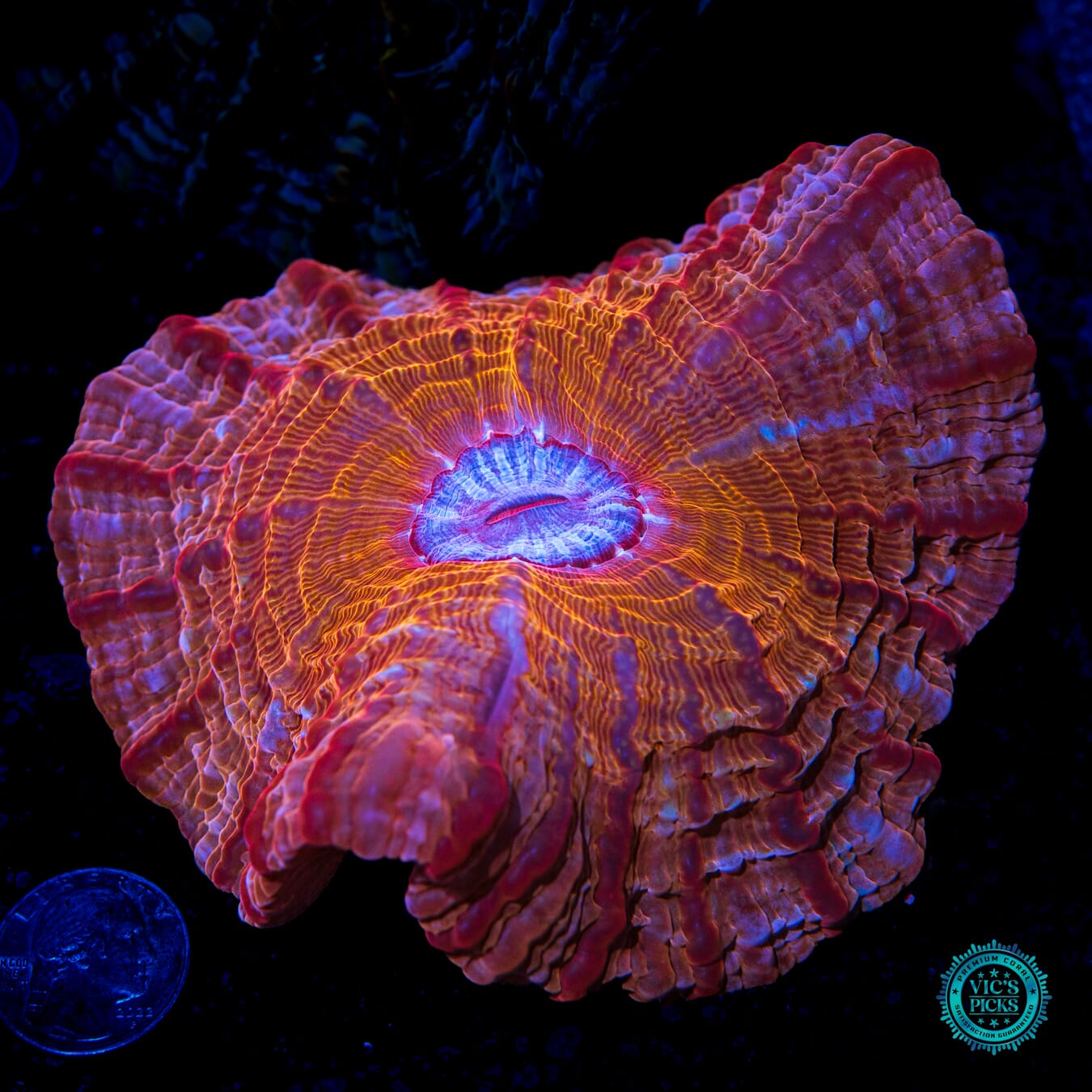 Copperhead Indophyllia - Daylight Photo