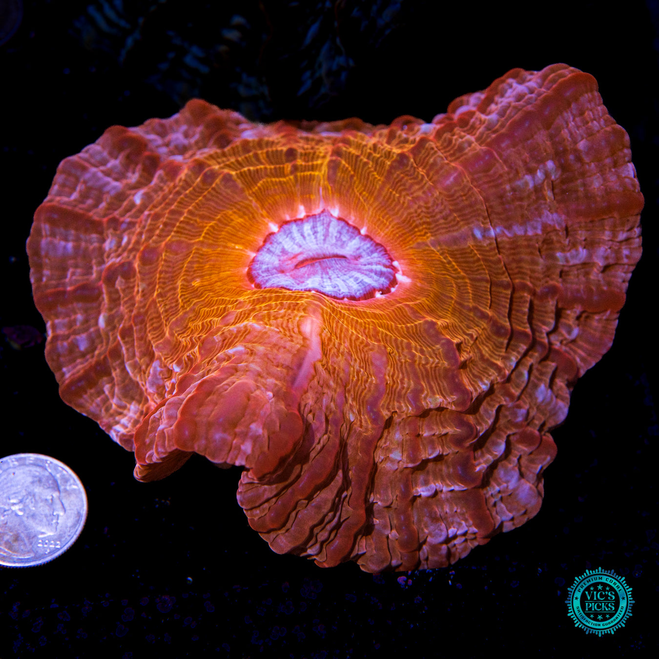 Copperhead Indophyllia