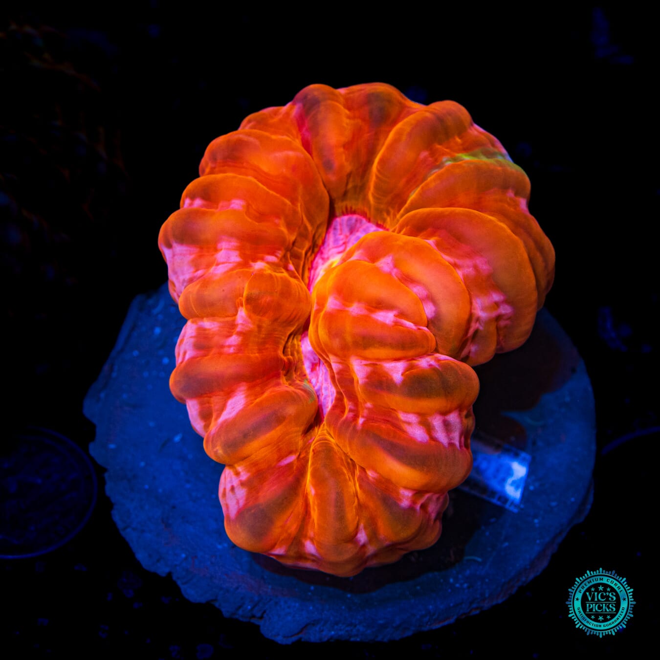 Molten Tangerine Cynarina - Daylight Photo