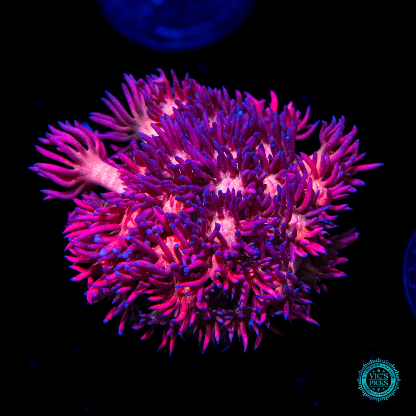 WWC Pink Freak Goniopora - Daylight Photo