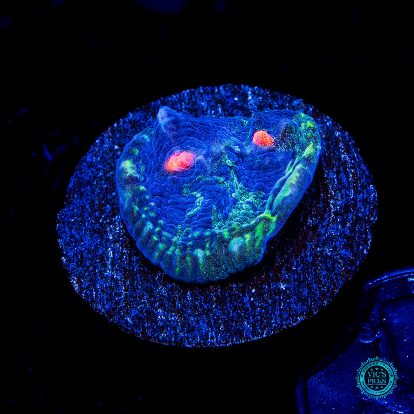 WWC Storm Strike Echinomorpha Chalice - Daylight Photo