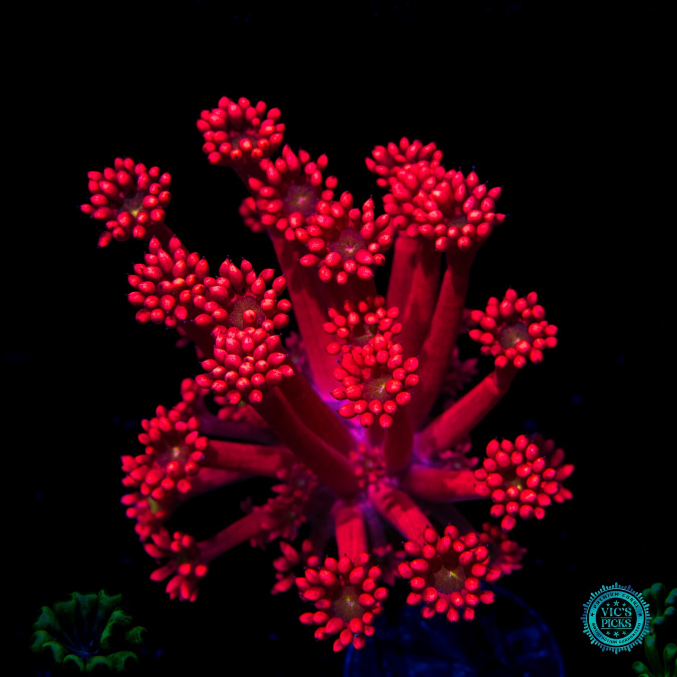 WWC Cherry Bonkerz Goniopora - Daylight Photo