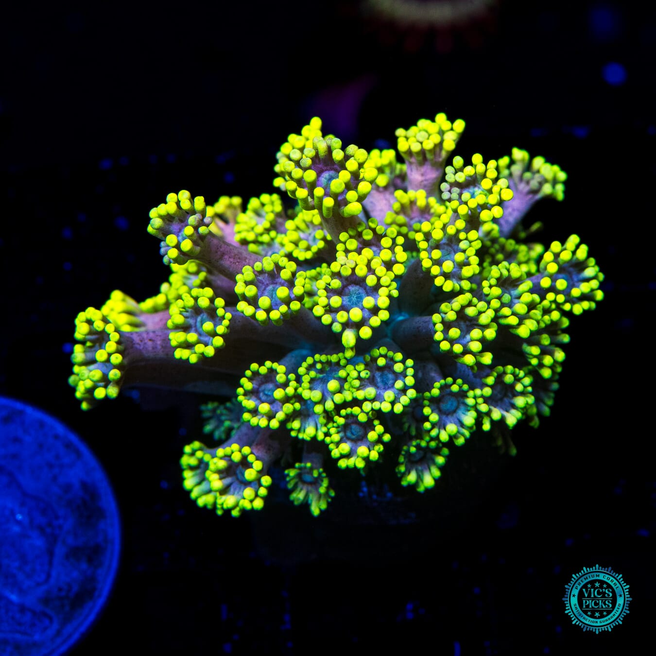 WWC Hail Hydra Goniopora - Daylight Photo
