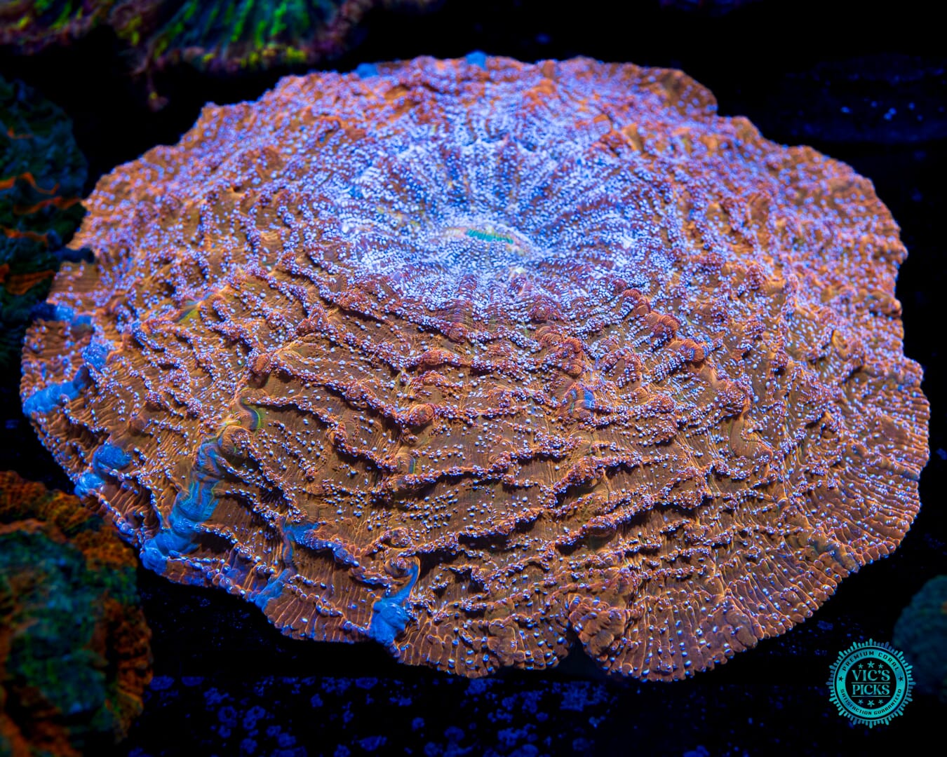 Gold Rush Acanthophyllia - Daylight Photo