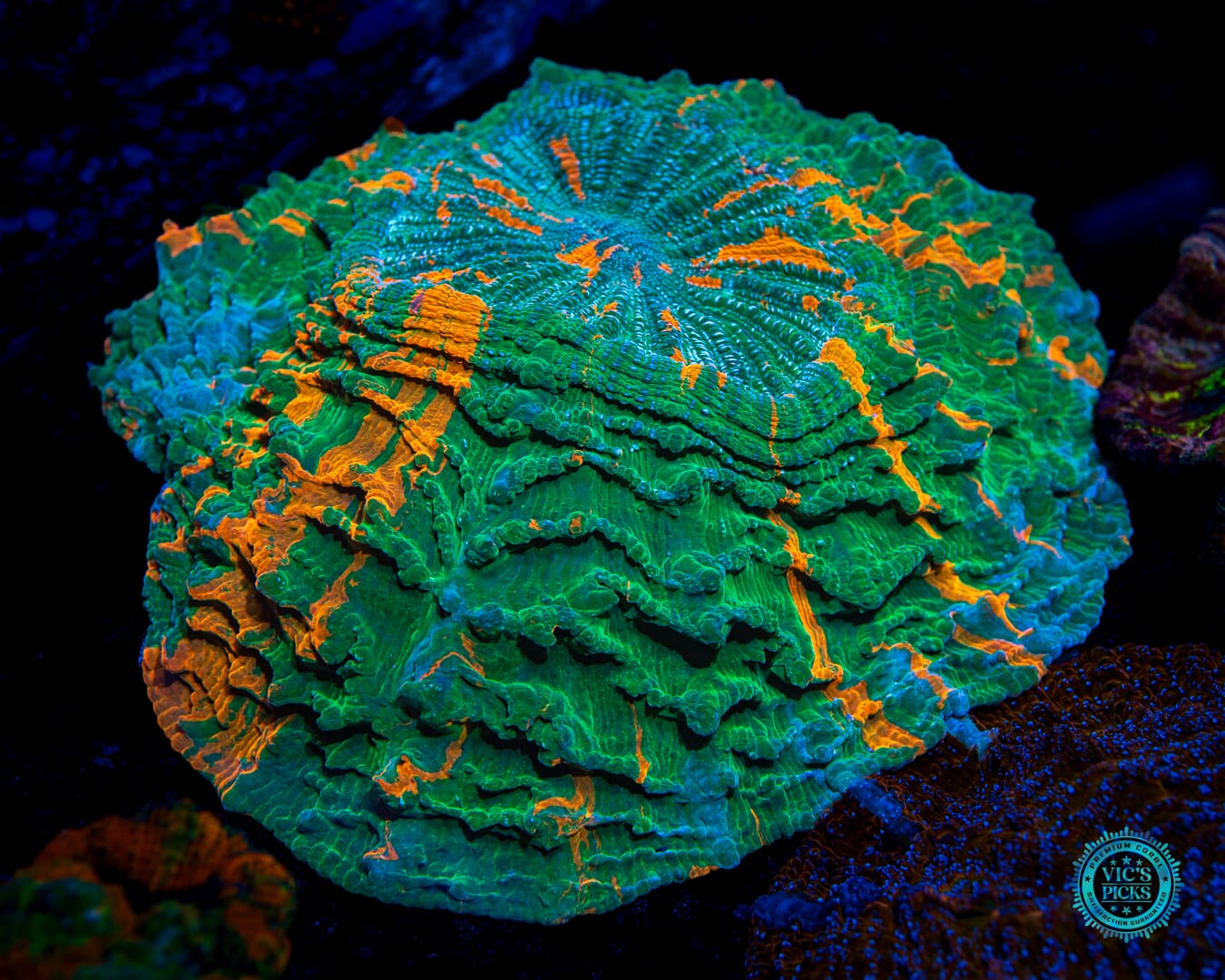 Gatorland Acanthophyllia - Daylight Photo