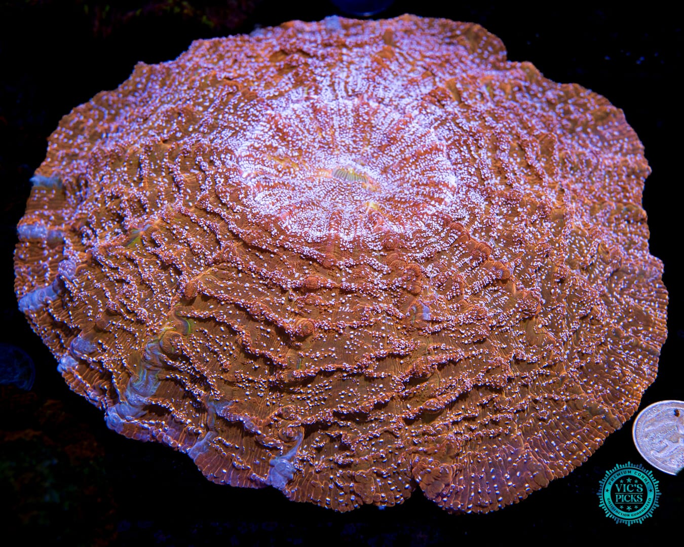 Gold Rush Acanthophyllia - Actinic Photo