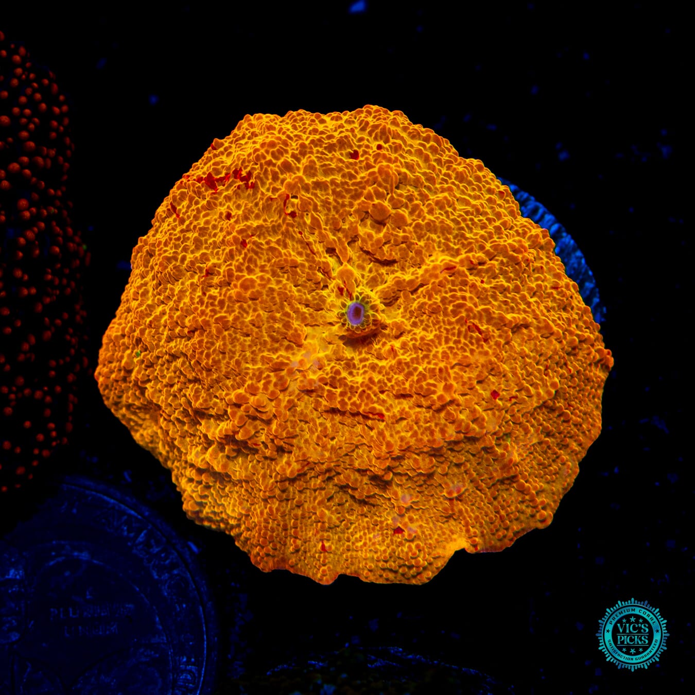 Jaw Breaker Mushroom - Daylight Photo