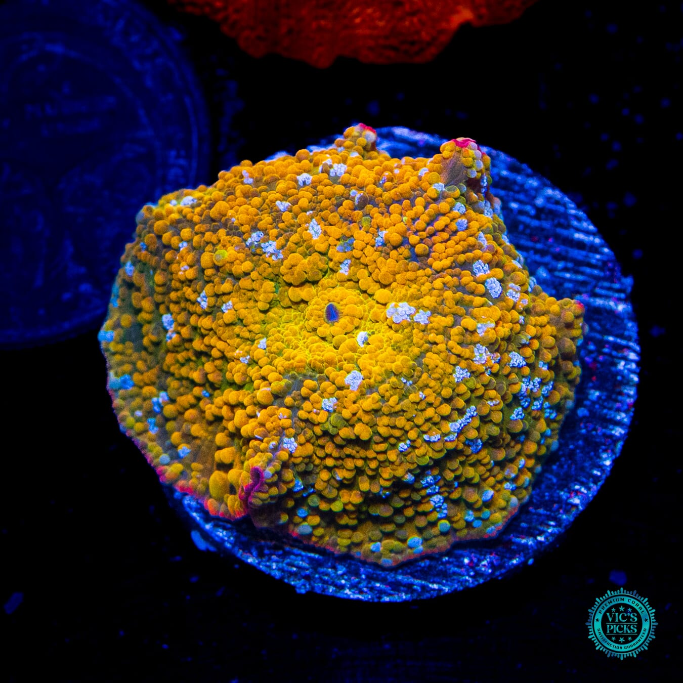 Hidden Temple Disco Mushroom - Daylight Photo