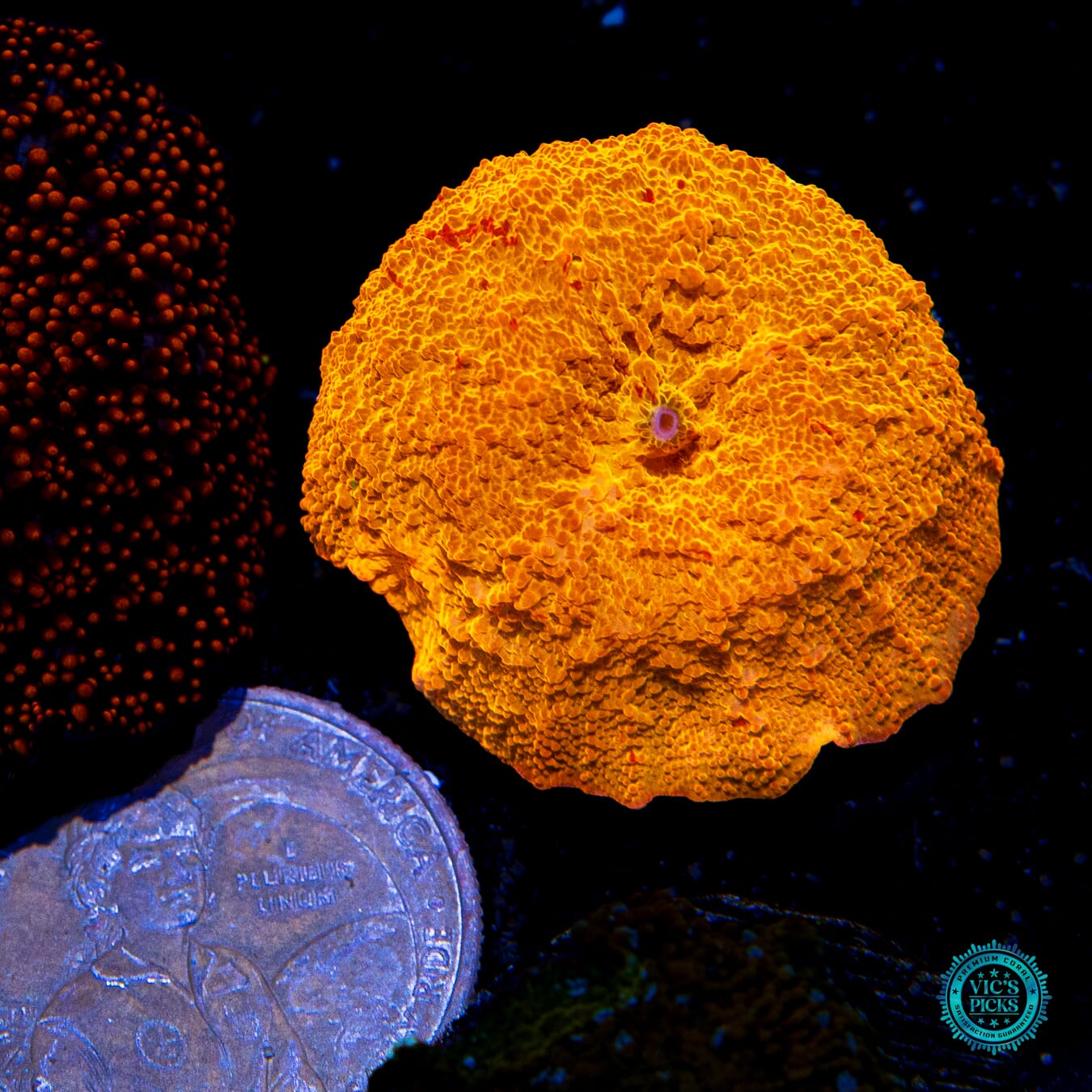 Jaw Breaker Mushroom - Actinic Photo