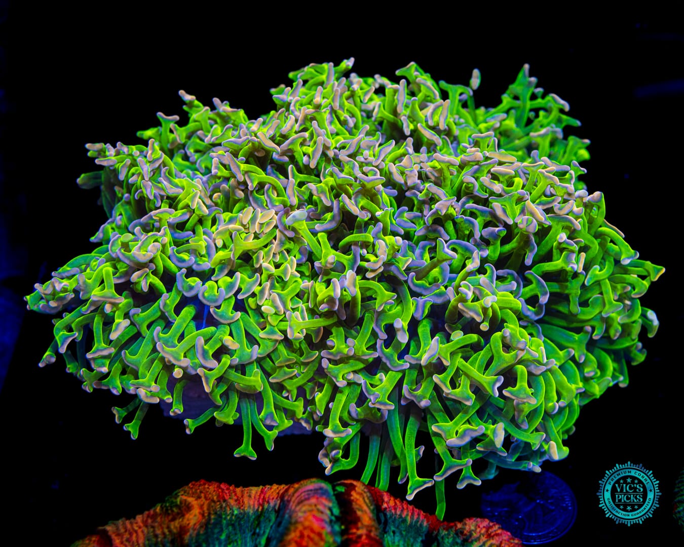 Bubbleyum Wall Hammer - Daylight Photo