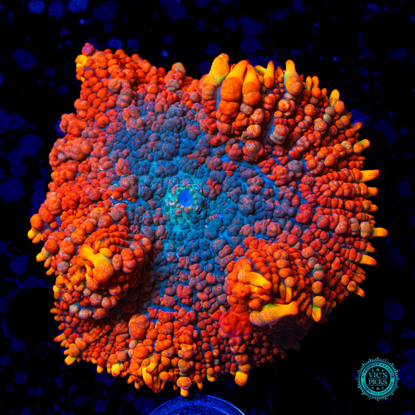 WWC King Julius Rhodactis Mushroom - Daylight Photo