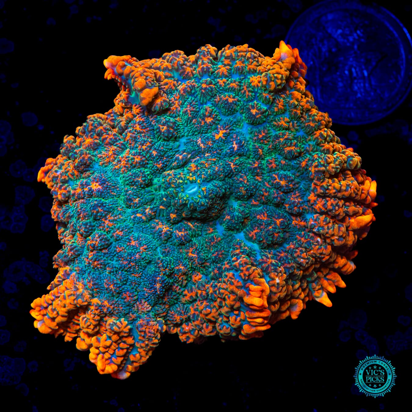 WWC Dragon Pulse Rhodactis Mushroom - Daylight Photo