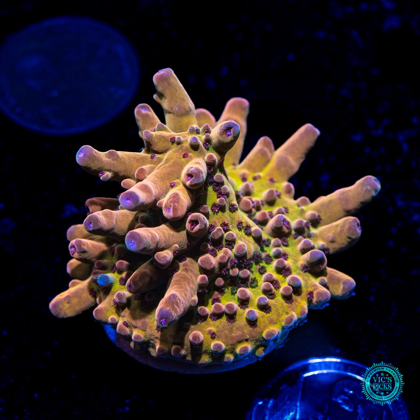 WWC Big Hoss Acropora - Daylight Photo