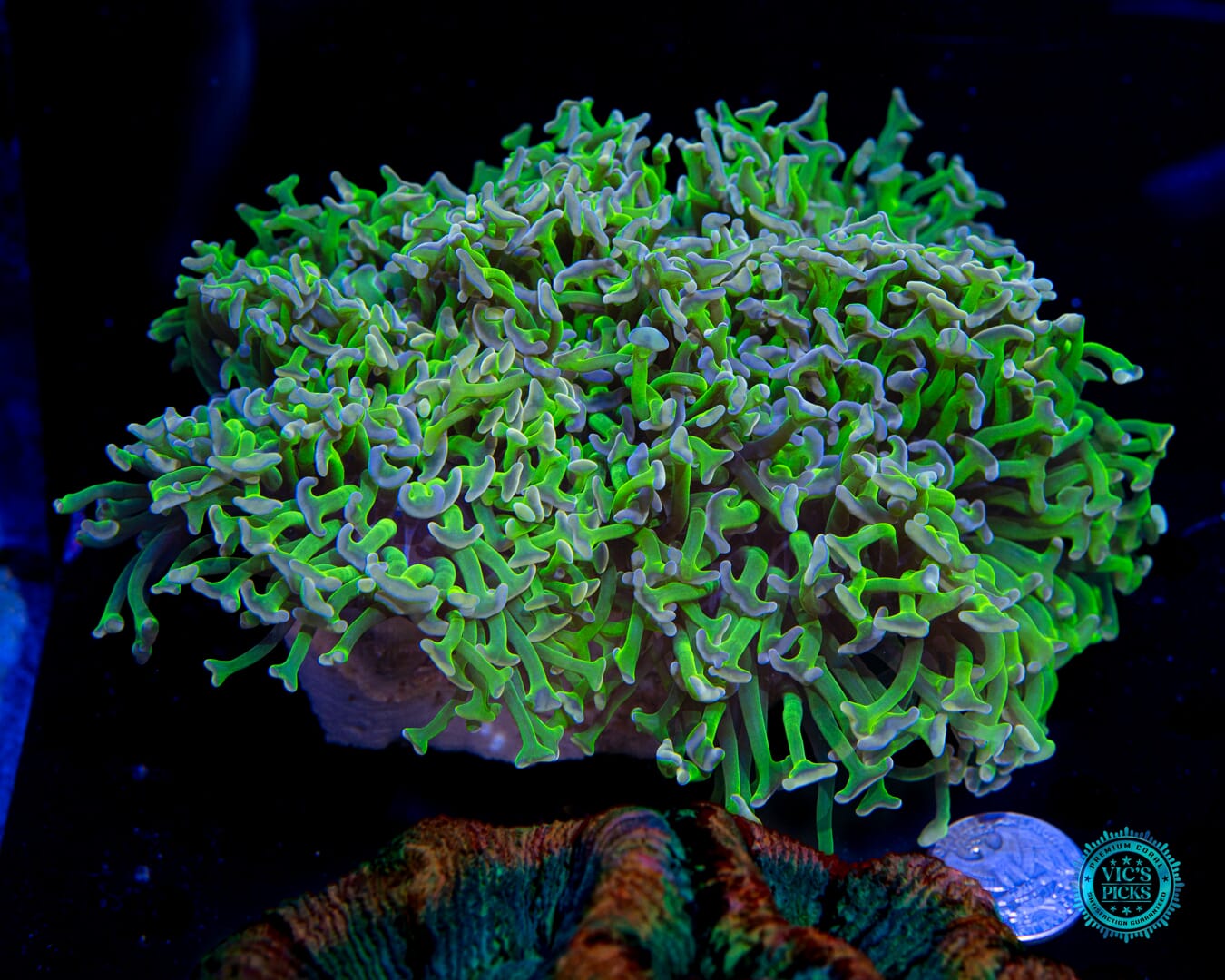 Bubbleyum Wall Hammer - Actinic Photo