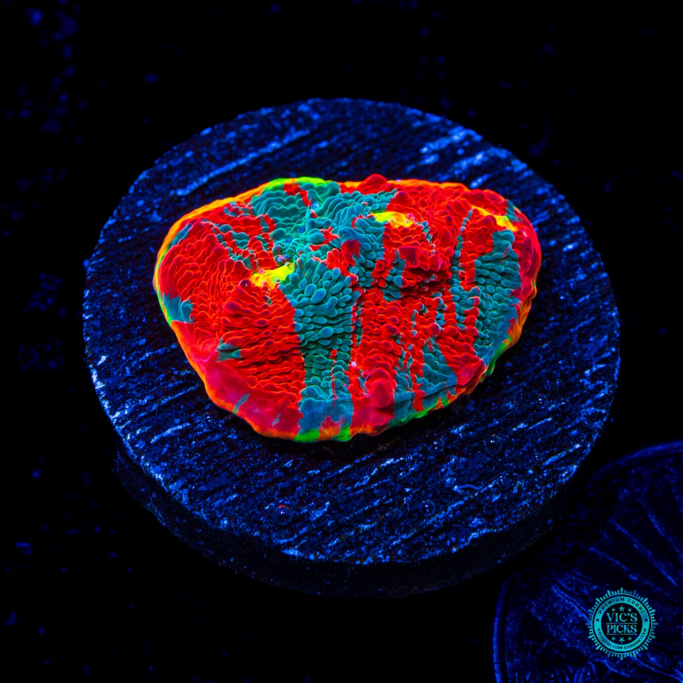 WWC Knockout Rainbow Chalice - Daylight Photo