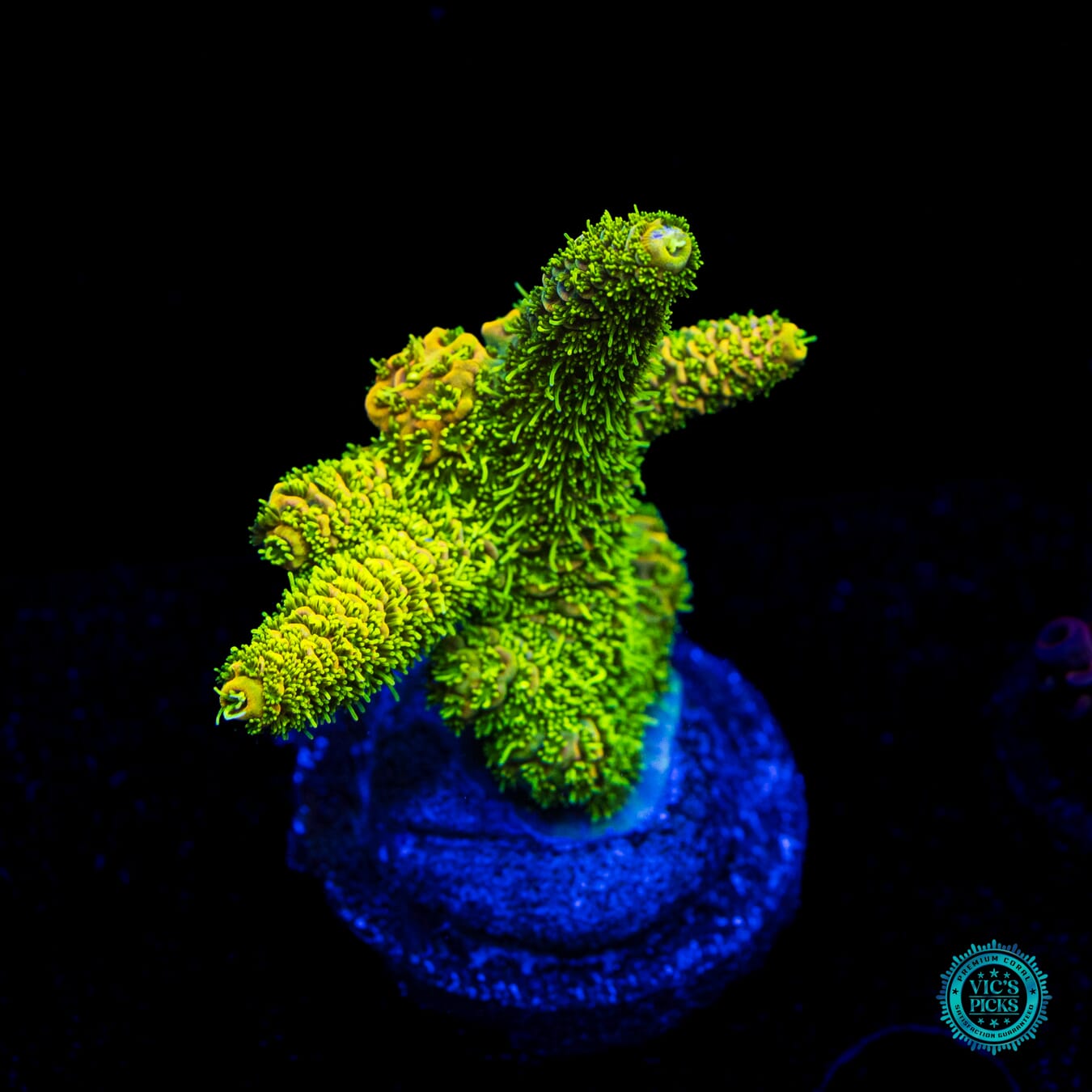 WWC Cactus Cooler Mille Acropora - Daylight Photo
