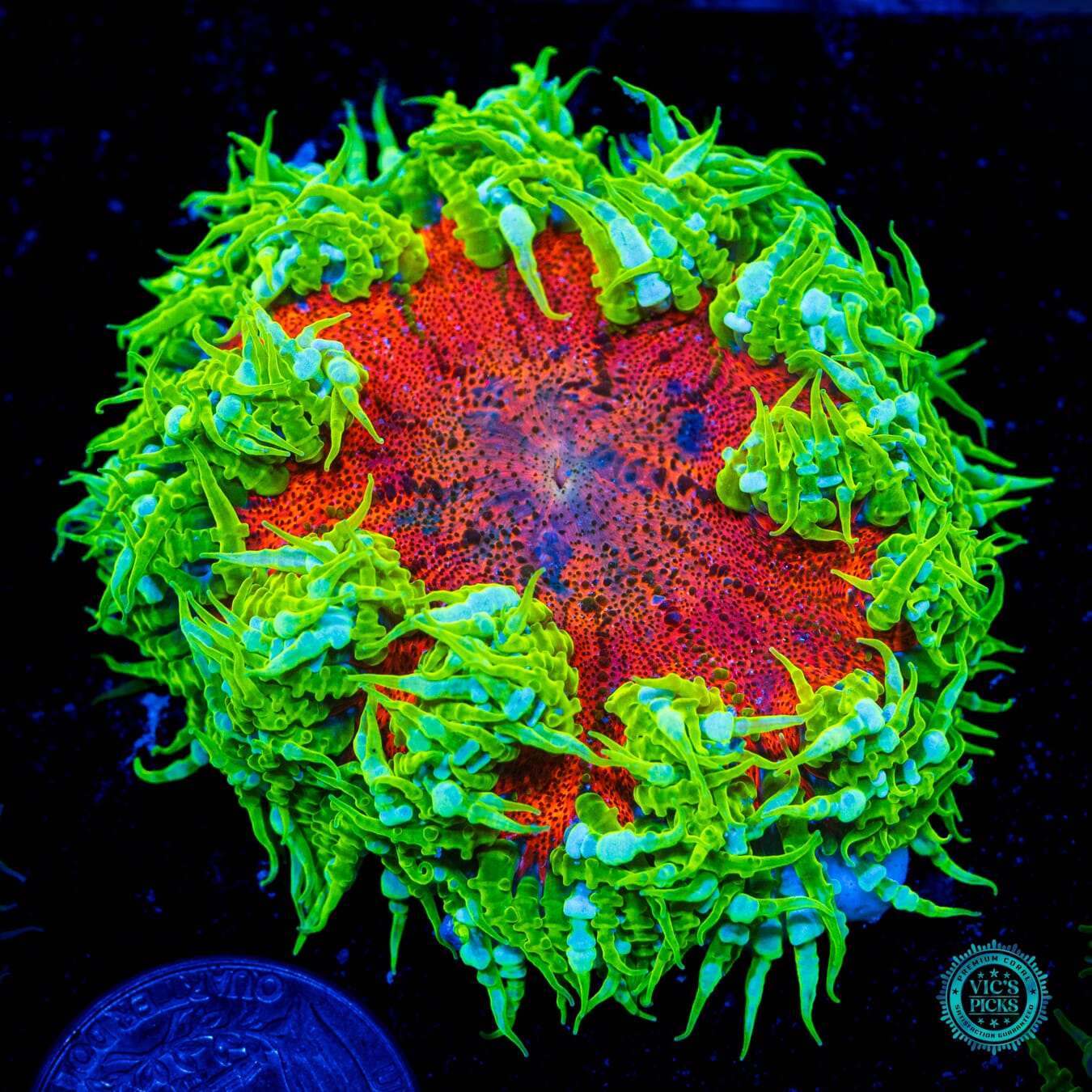 Streaking Comet Flower Anemone - Daylight Photo