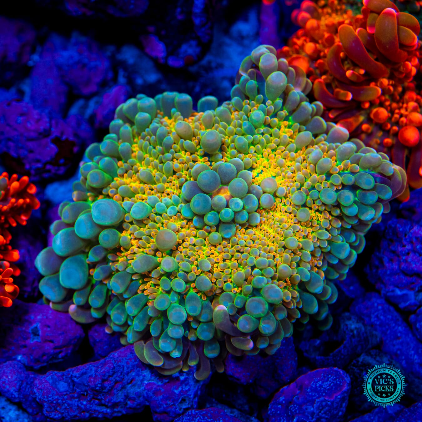 Lou's Sunrise Secret Yuma Mushroom - Daylight Photo