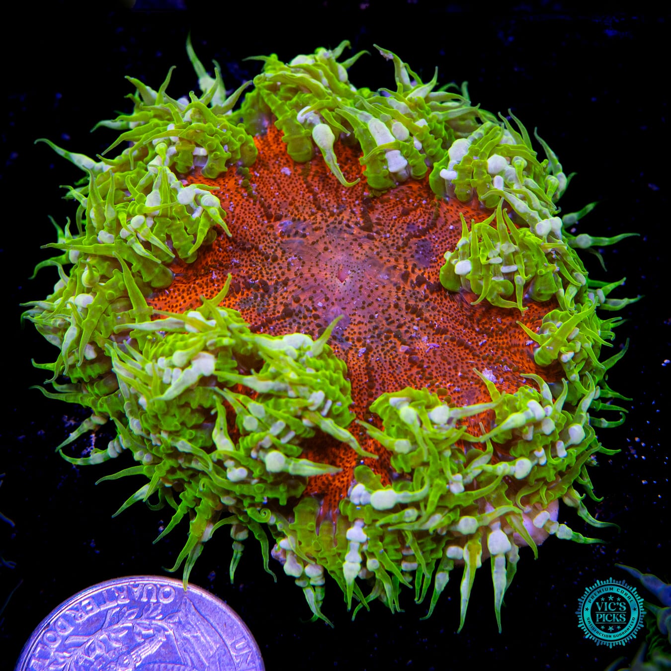 Streaking Comet Flower Anemone - Actinic Photo