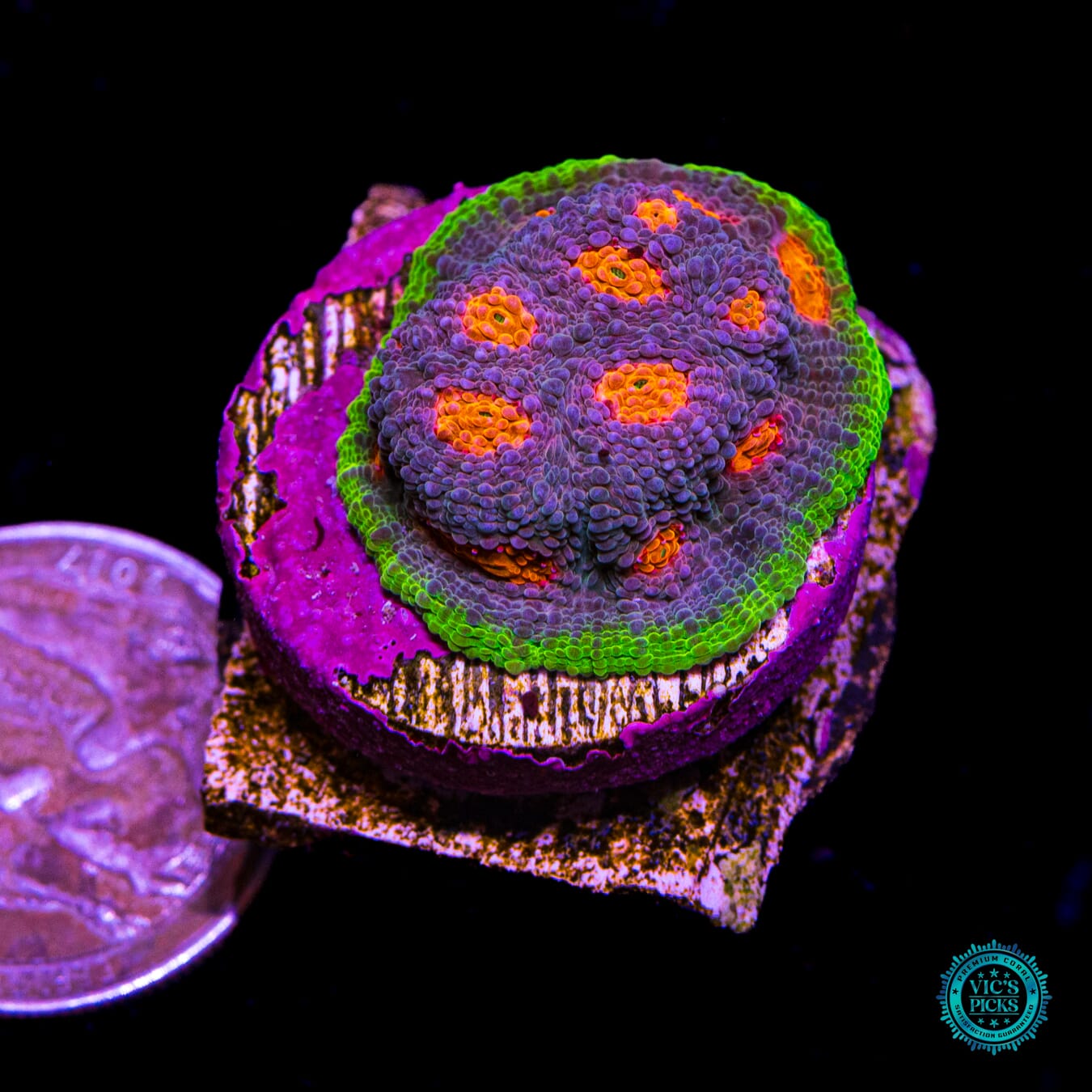 Jason Fox Crazy Fox Chalice - Actinic Photo