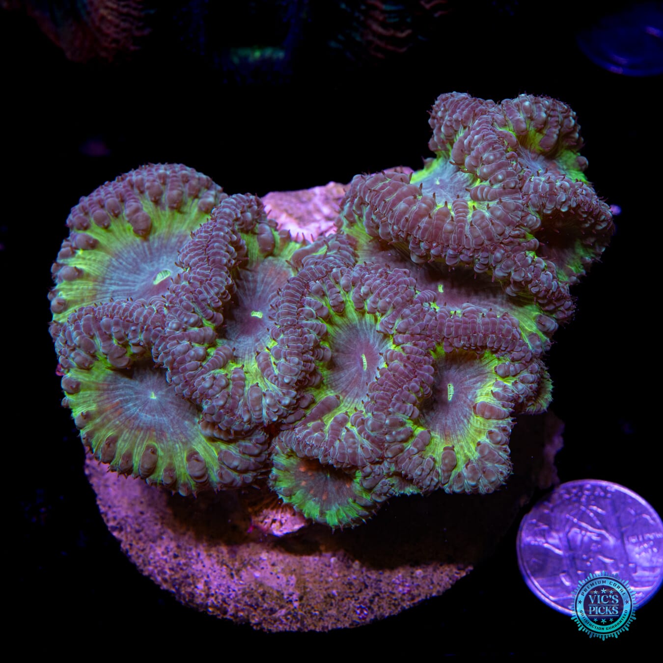 Grape Venom Blastomussa - Actinic Photo