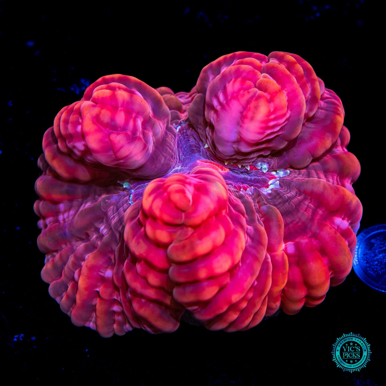 Ruby Red Cynarina - Daylight Photo