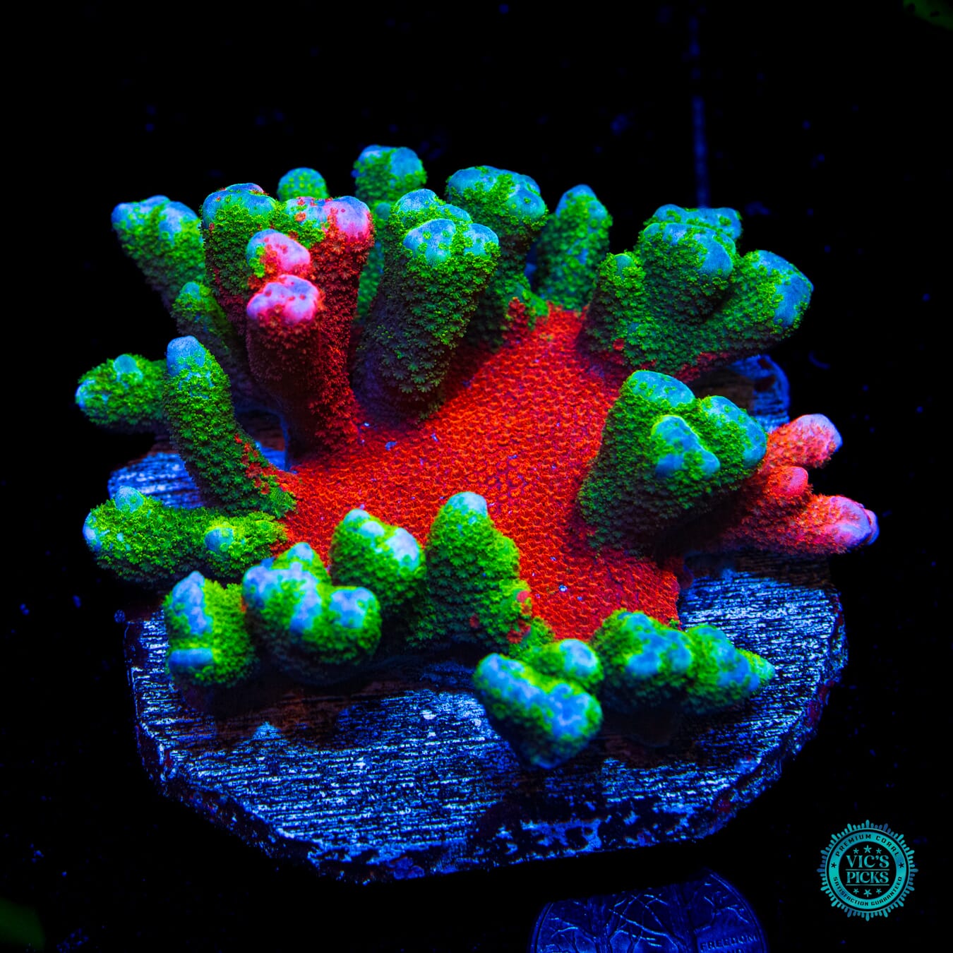 WWC Contraband Grafted Digitata Montipora - Daylight Photo
