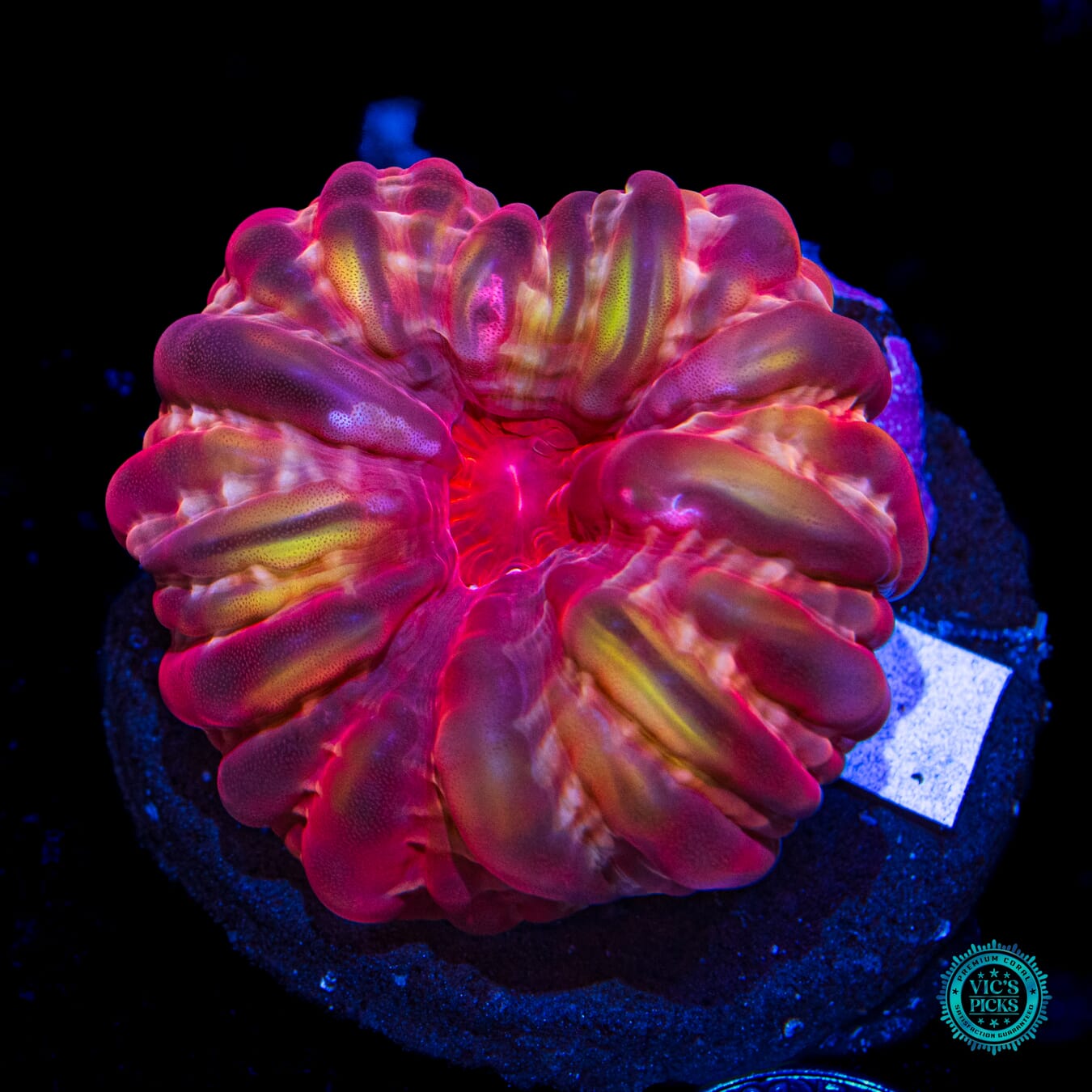 Hidden Gem Cynarina - Daylight Photo