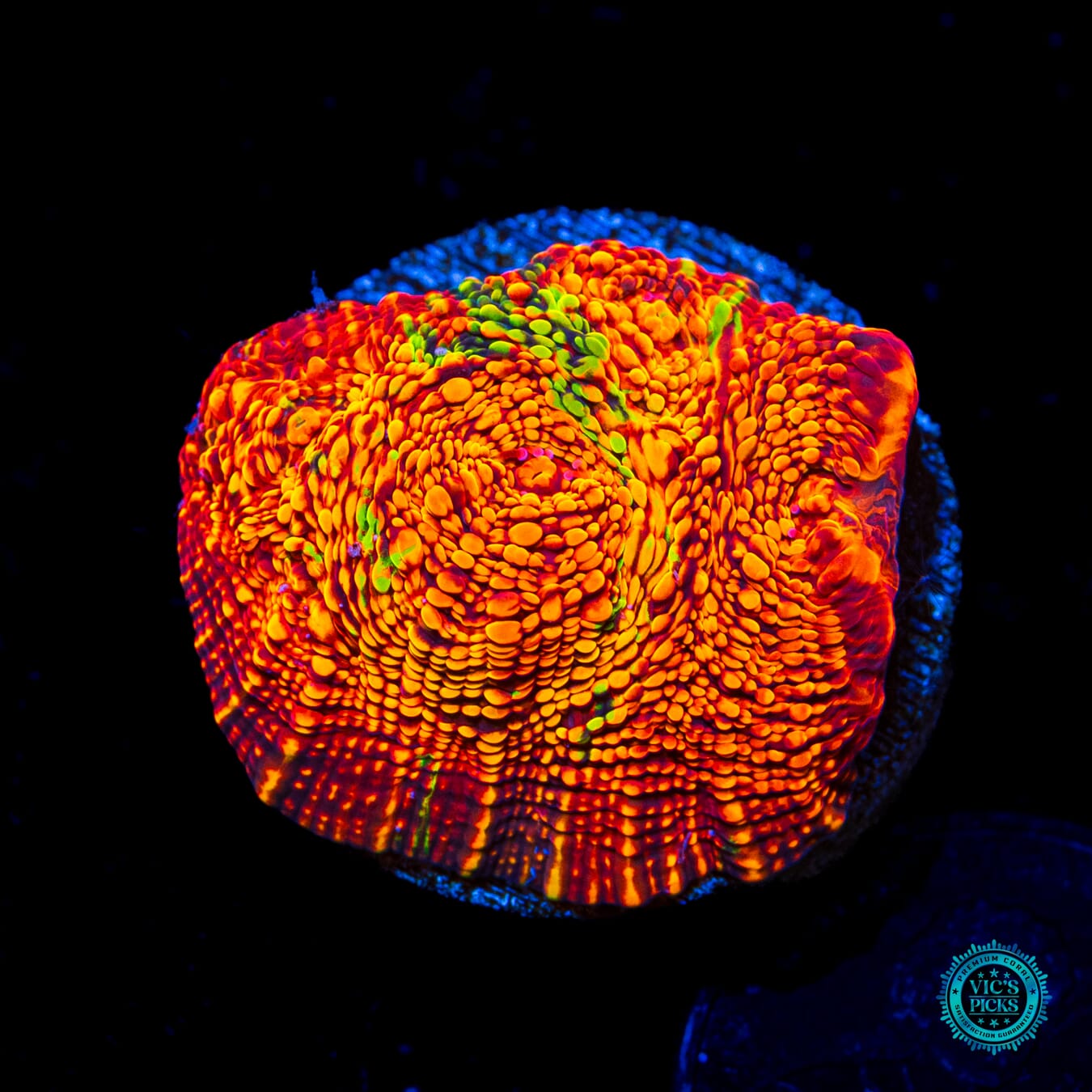 WWC Primetime Chalice - Daylight Photo