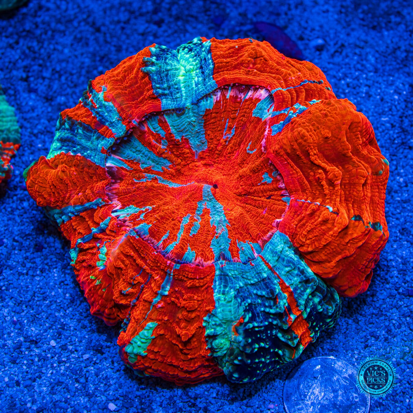 God of Fire Acanthophyllia - Daylight Photo