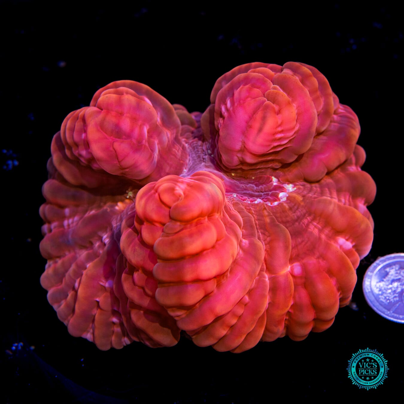 Ruby Red Cynarina - Actinic Photo